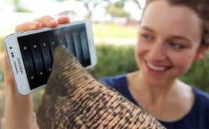 Galaxy Note Elephant