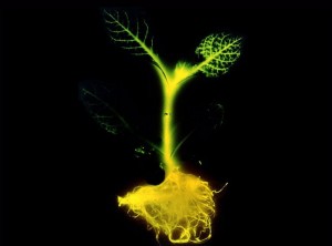 Glowing Plant