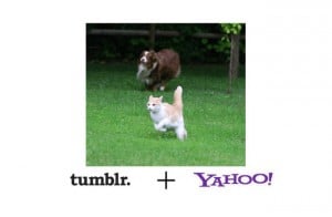 Yahoo Tumblr