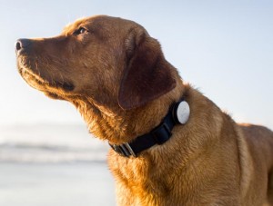 Whistle Dog Collar Tracks