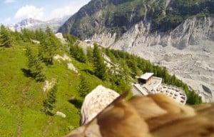 Flying Eagle Video