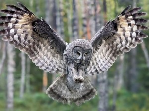 OWLS
