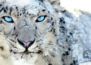 Apple Snow Leopard
