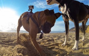 gopro fetch