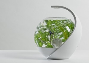 Self Cleaning Fish Tank