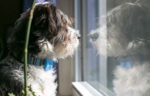 Pet GPS Tracker