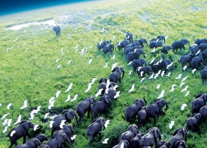 Netflix Our Planet