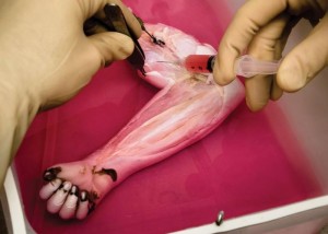 Biolimb