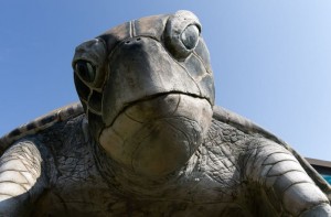 turtle glass