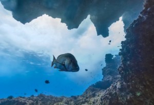 Google VR View