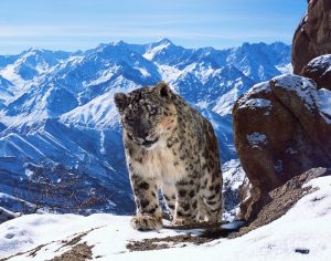Planet Earth II