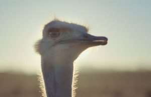 Ostrich