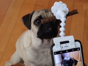 Pet Selfie