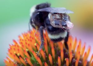 Bees wearing sensors