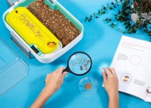 Hive Explorer STEM smart insect farm