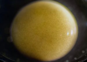 Becoming timelapse from single cell to complex living organism