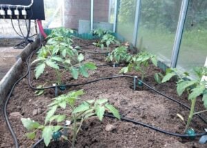 Raspberry Pi plant irrigation system