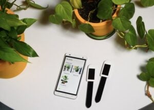 plant health