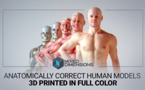human anatomy models