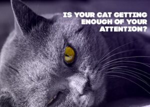 cat camera