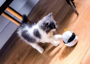cat remote camera