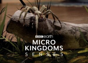 BBC Micro Kingdoms