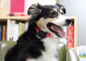 smart collar