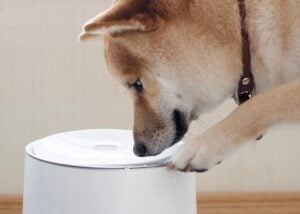 pet water fountain