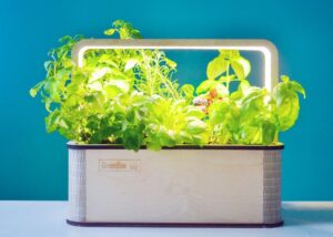BerlinGreen smart indoor growing system Green Box