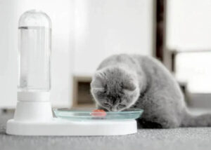 cat water fountain