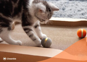 cat toy