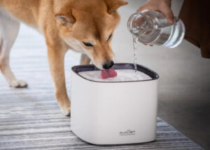 pet water Fountain