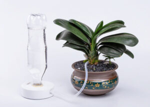 houseplant drip watering
