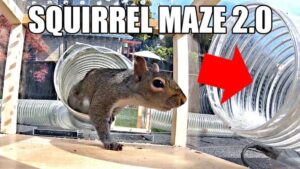 Backyard Squirrel Maze 2.0