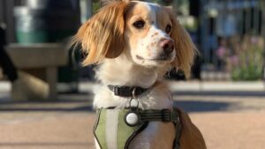 Nomad Rugged Pet Tag