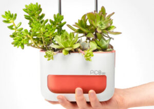 indoor garden