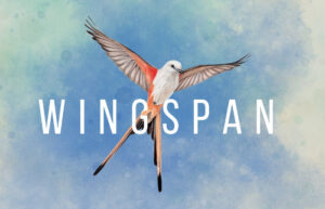 Wingspan digital boardgame