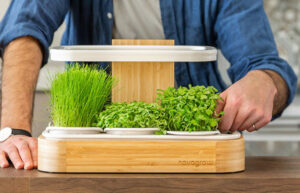 grow nutrient-dense herbs and greens