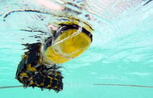Robotic fish