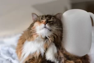 Groomatic cat brush