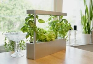 hydroponic indoor garden