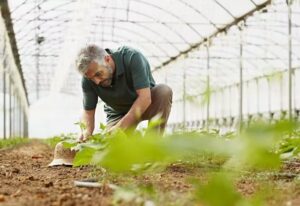 best growing conditions