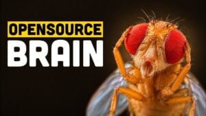 A 3D digital model of a fruit fly brain connectome.